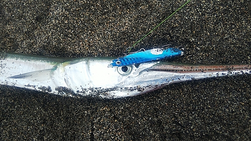 ダツの釣果