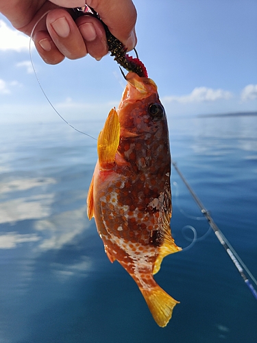 キジハタの釣果