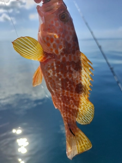 キジハタの釣果