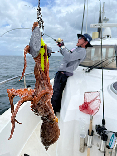 マダコの釣果