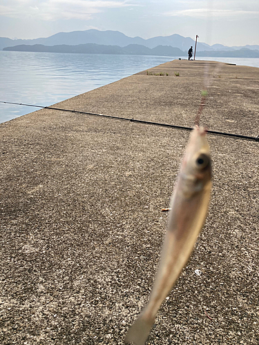 シロギスの釣果