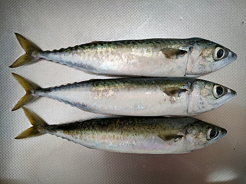 サバの釣果