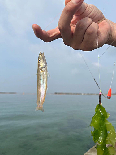 シロギスの釣果