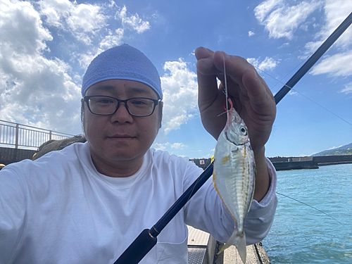 カイワリの釣果