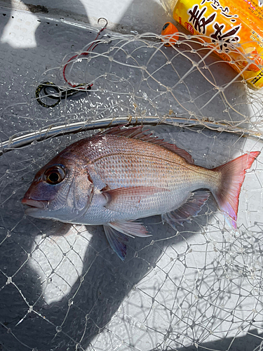 マダイの釣果