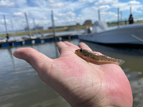 ハゼの釣果