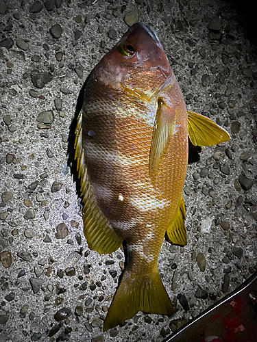 シブダイの釣果