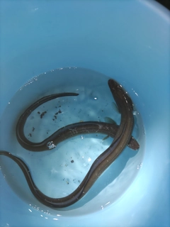 アナゴの釣果