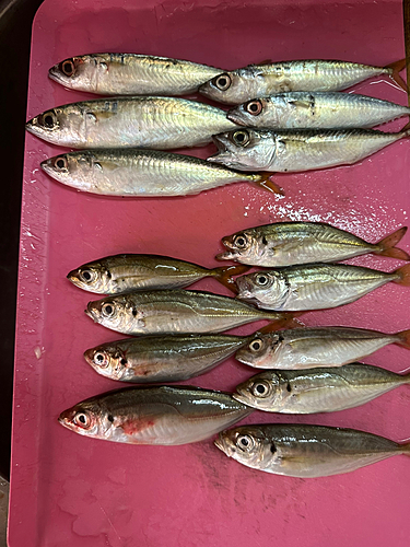 アジの釣果