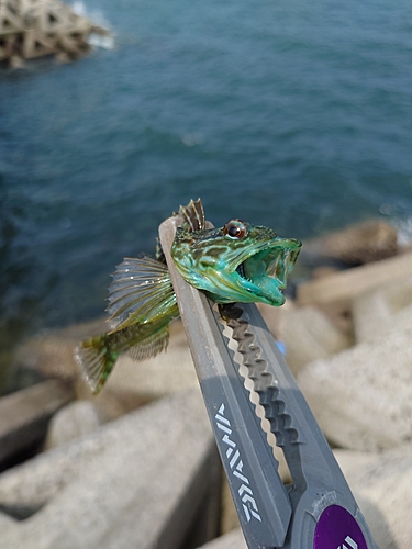 ハゼの釣果