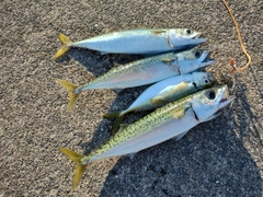 サバの釣果