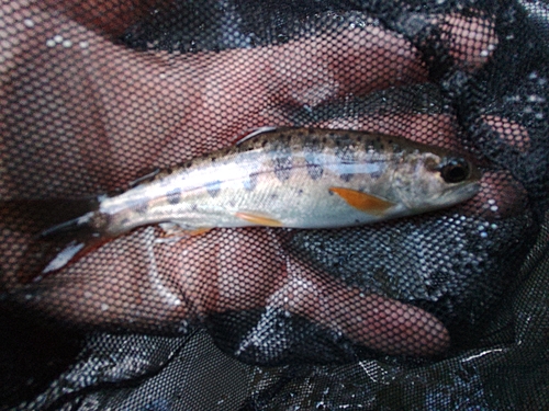 アマゴの釣果