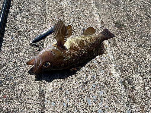 ガヤの釣果