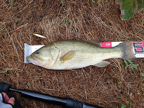 ラージマウスバスの釣果