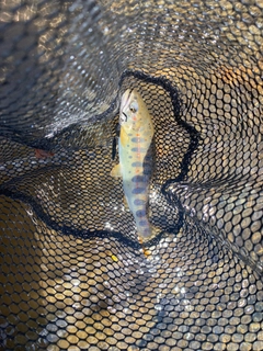 アマゴの釣果