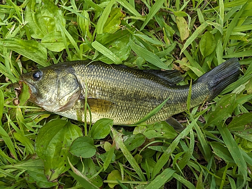 ラージマウスバスの釣果