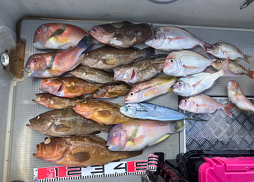 マダイの釣果