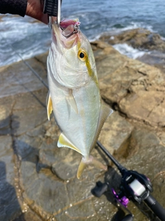 ネリゴの釣果