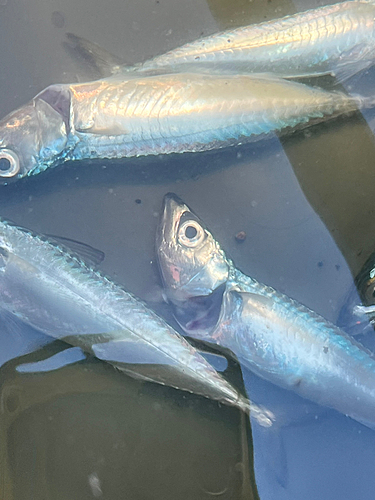 サバの釣果