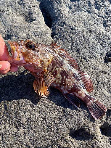 カサゴの釣果