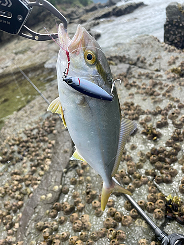 ネリゴの釣果