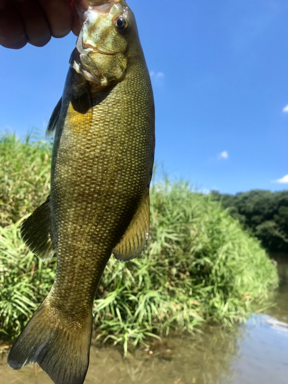 スモールマウスバス