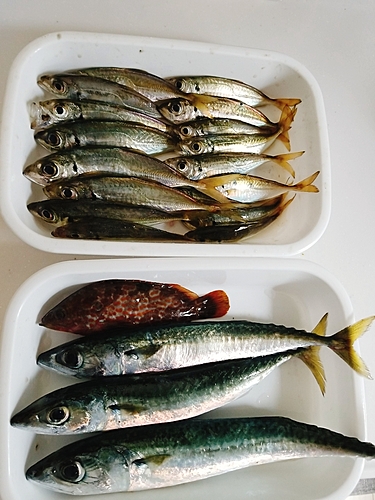 アジの釣果