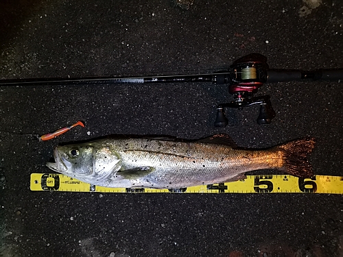 シーバスの釣果