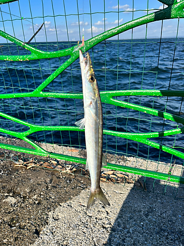 カマスの釣果