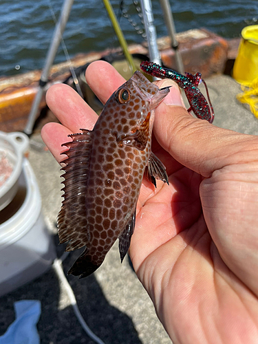 オオモンハタの釣果