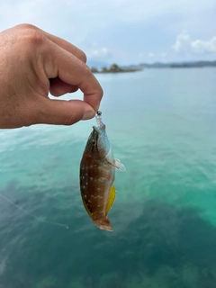 ベラの釣果