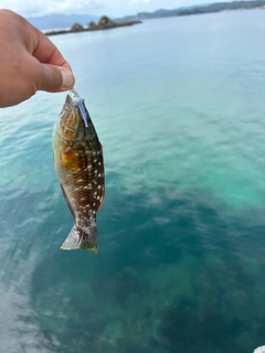 ベラの釣果