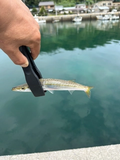 カマスの釣果