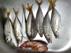 アジの釣果