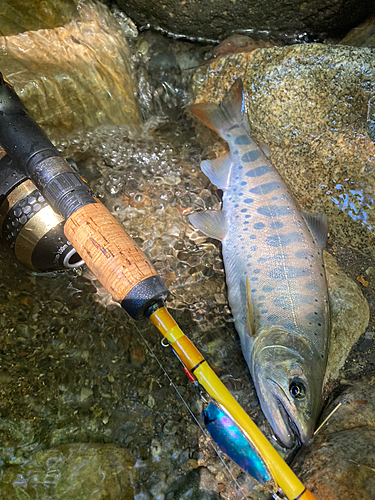 ヤマメの釣果