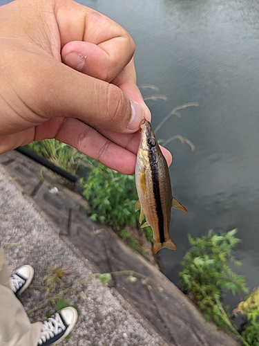 カワムツの釣果