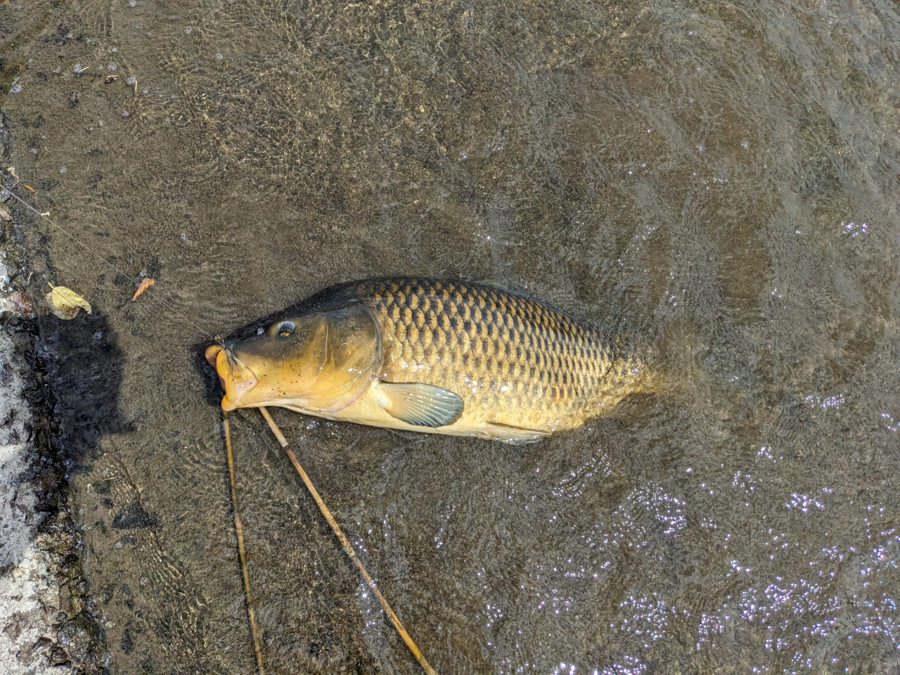 カワムツ