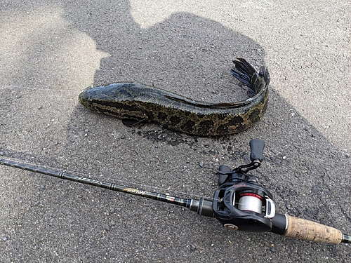 ライギョの釣果