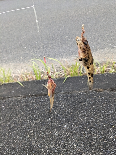 ハゼの釣果