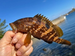 キジハタの釣果