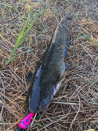 ナマズの釣果