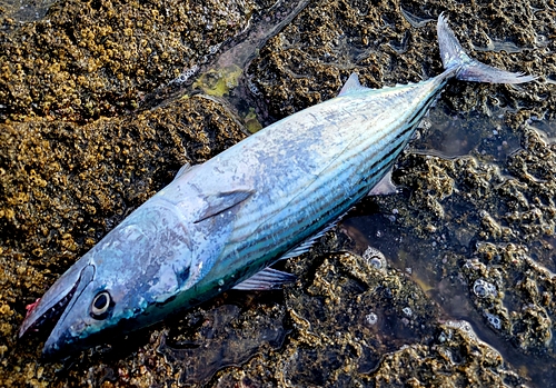 ハガツオの釣果