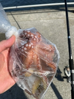 タコの釣果