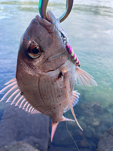 マダイの釣果