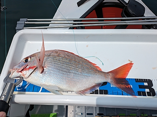 マダイの釣果