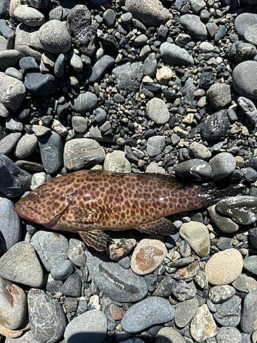 オオモンハタの釣果