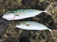 イナダの釣果