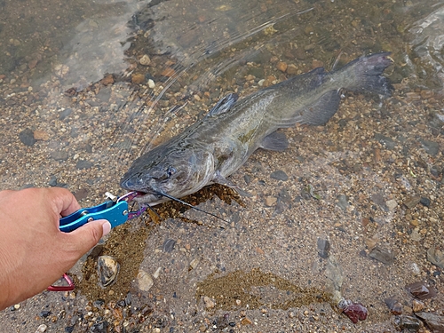 アメリカナマズの釣果