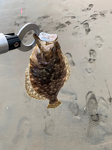 ヒラメの釣果