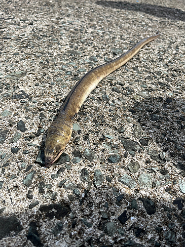 ホタテウミヘビの釣果